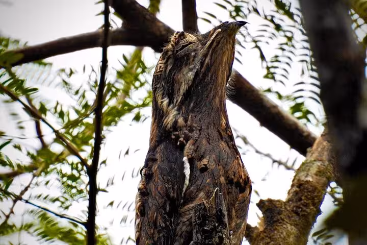 Close-up of a camouflaged bird blending into a tree branch in the Tenorio Wildlife Safari, ideal for bird watching.