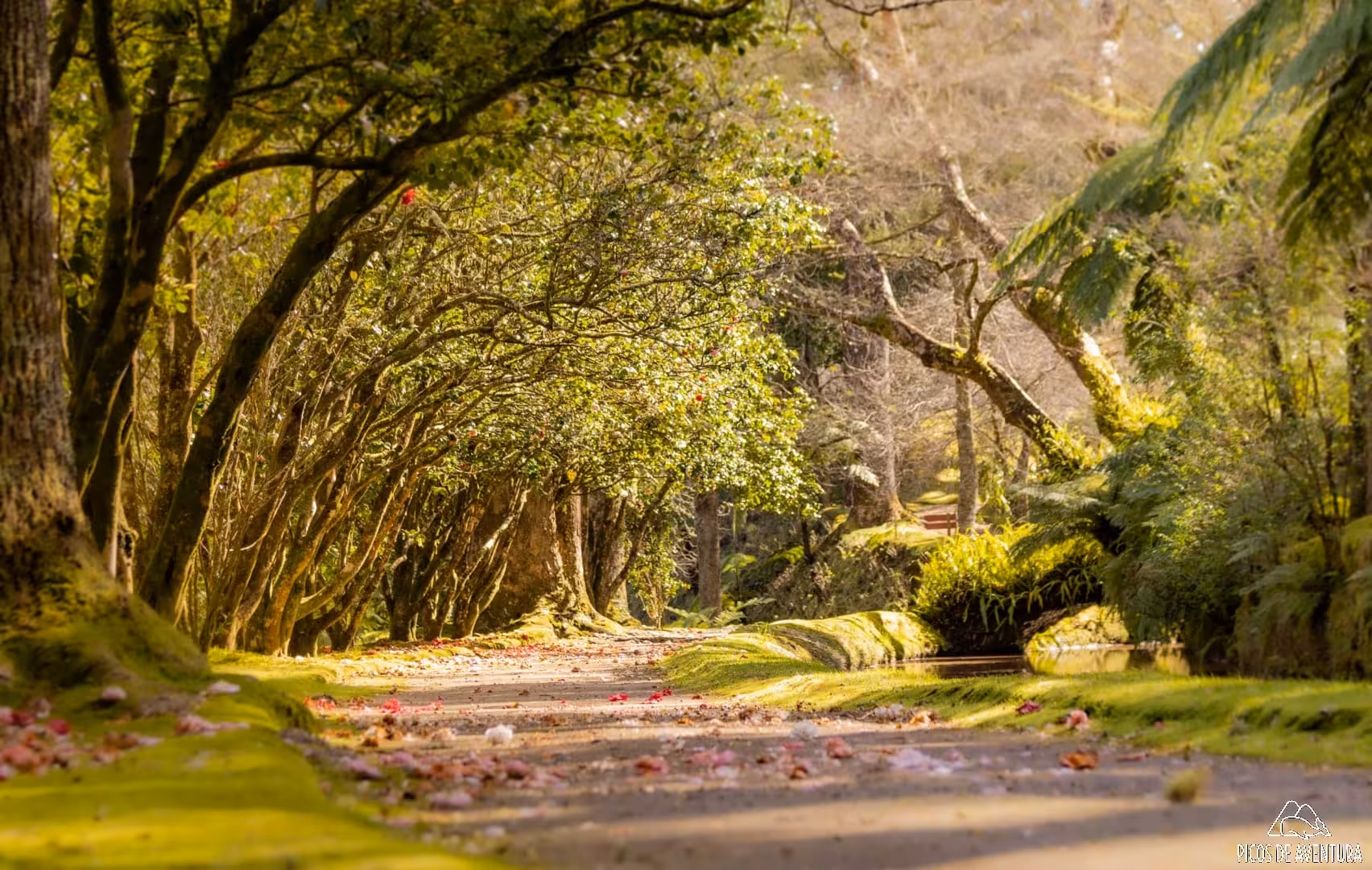 Shaded forest path in Terra Nostra Park, Furnas, Azores, on canyoning tour to Ribeira dos Caldeirões