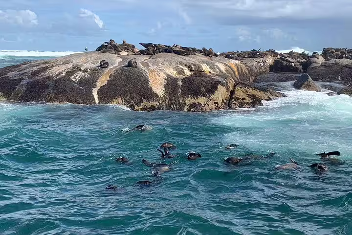 Seals bask on rocky outcrop with clear turquoise waters at Cape of Good Hope, perfect for nature lovers and wildlife enthusiasts.