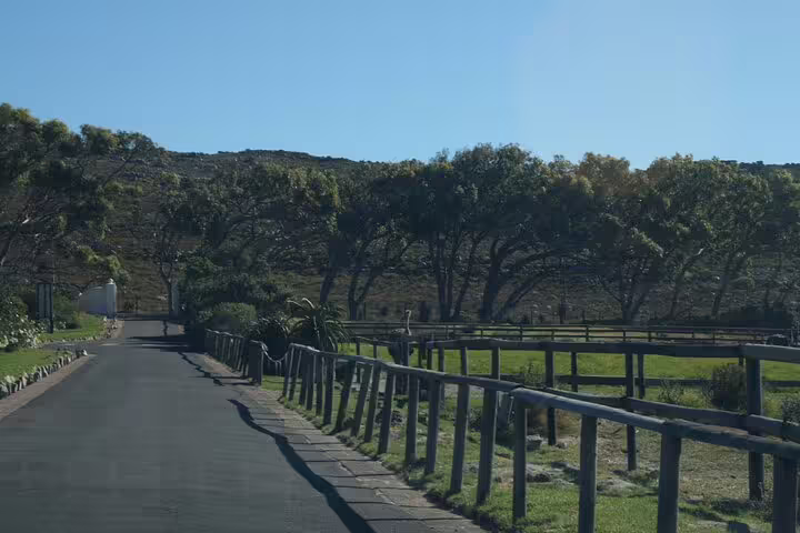Scenic road flanked by lush greenery and wooden fences leading to Cape of Good Hope on the Cape Town expedition.