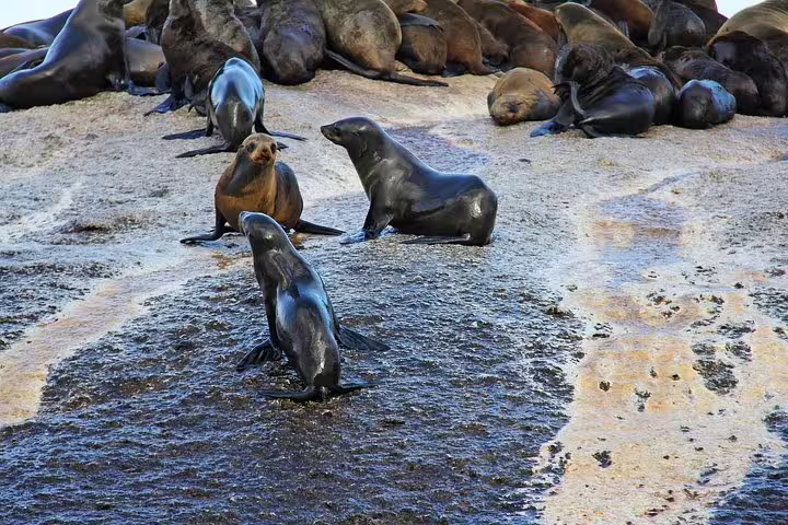 Seals basking on a rocky shore, a highlight of the Cape Point and Penguins Day Tour.