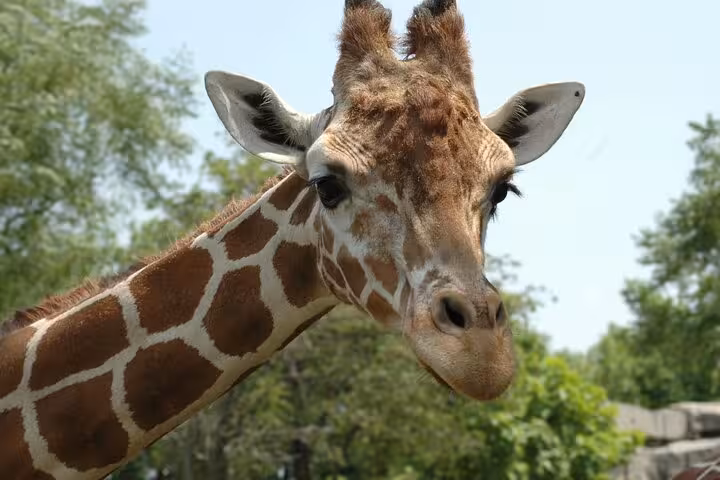 Close-up of a giraffe's patterned neck and serene face at Cape Town Giraffe House, perfect for wildlife enthusiasts.