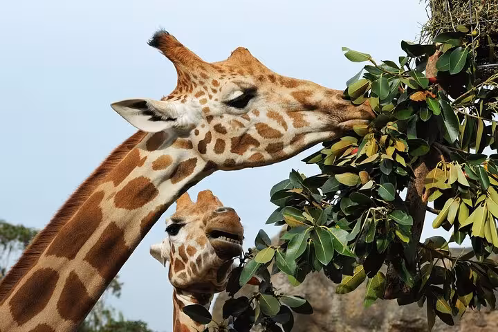 Two giraffes grazing on lush green leaves at Cape Town Giraffe House, part of an exciting wildlife adventure tour.