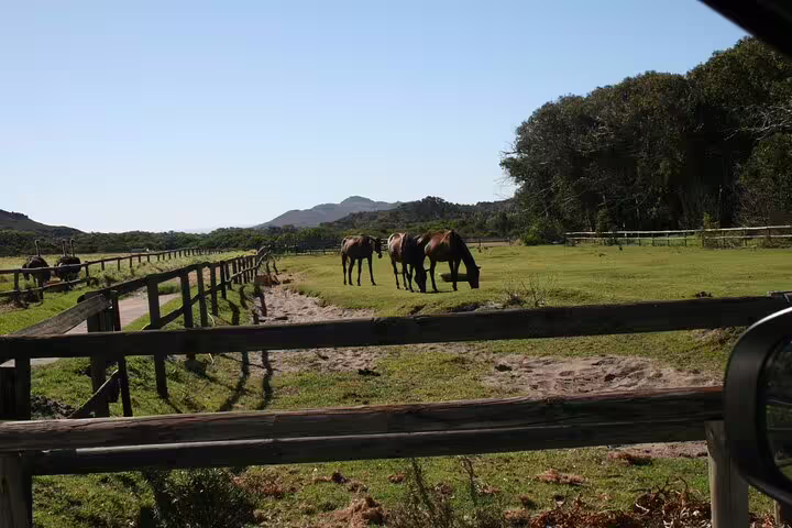 Scenic Cape Town countryside with horses grazing in a lush field, ideal for the One Day Cape of Good Hope tour.
