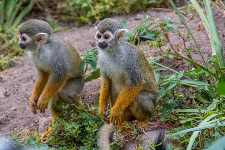 Curious monkeys in a natural setting during a private Cape Town city tour with Table Mountain and wine tasting.