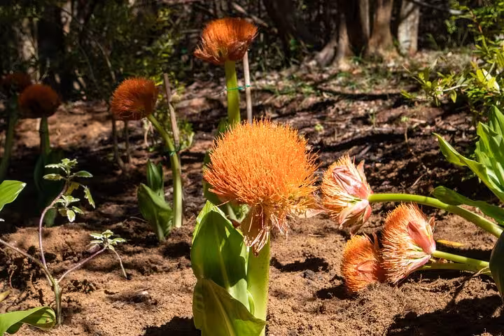 Close-up of vibrant orange flowers blooming in the rich soil of Cape Town's natural landscapes.