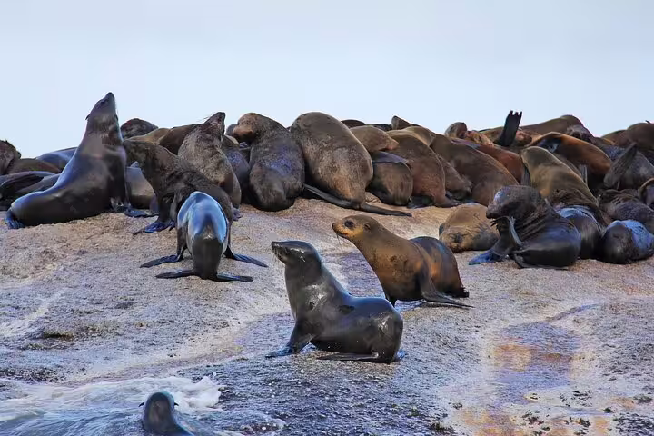 Colony of seals basking on rocks, a popular wildlife sighting on a Cape Town private tour.