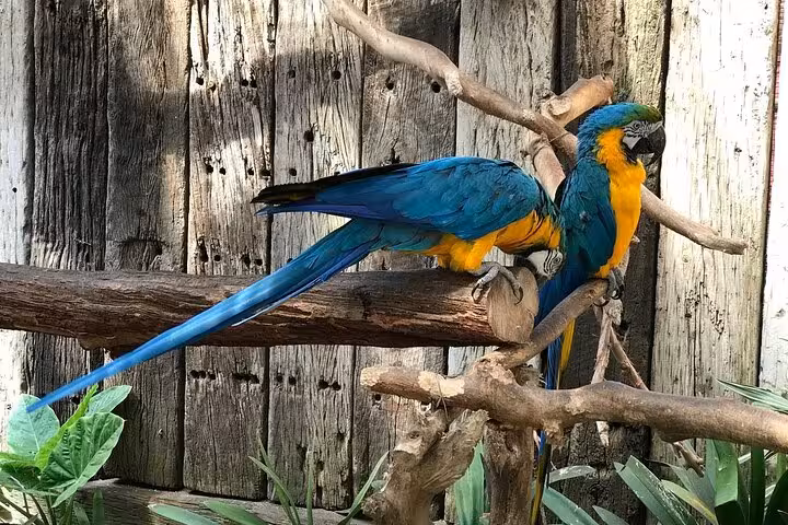 Colorful parrots perched on branches, part of a Cape Town city tour including Table Mountain and wine tasting.