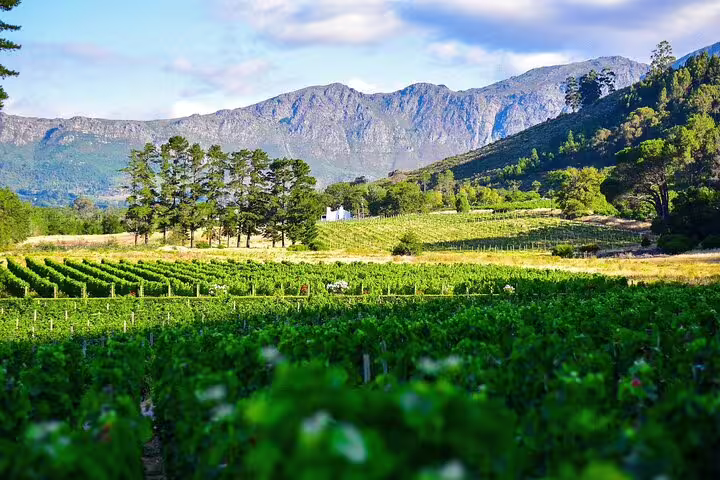 Vibrant vineyards with mountain backdrop on Cape Town private chauffeur and transfer service.