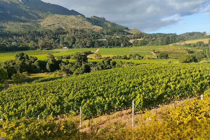 Lush Cape Winelands vineyards and rolling hills, private Cape Town wine tasting with vineyard views