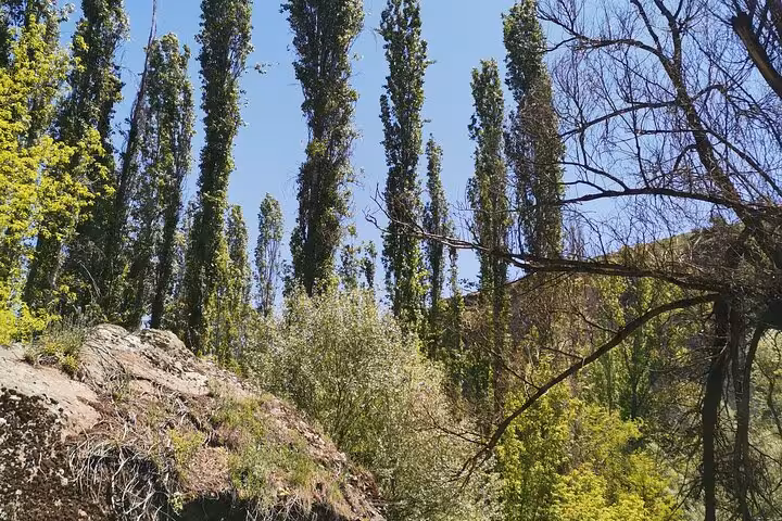 Scenic forest trail with tall poplar trees on a private trekking tour in Cappadocia, Turkey