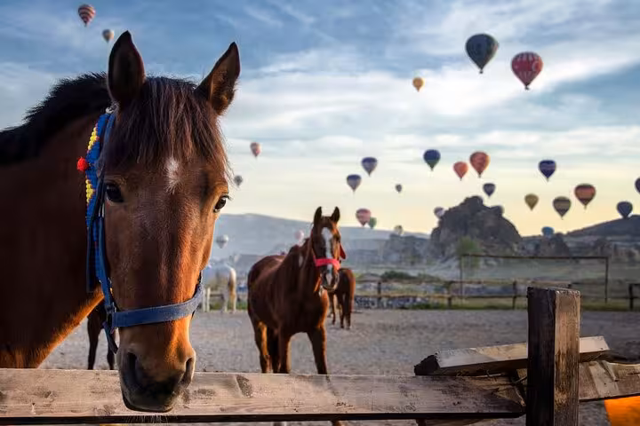 Horse ranch in Cappadocia with sunrise hot air balloons, part of private tour from Istanbul by plane