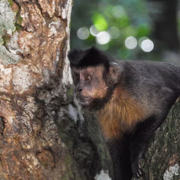 Capuchin monkey perched on tree in Lage Park, a highlight of the Christ the Redeemer hike private tour.