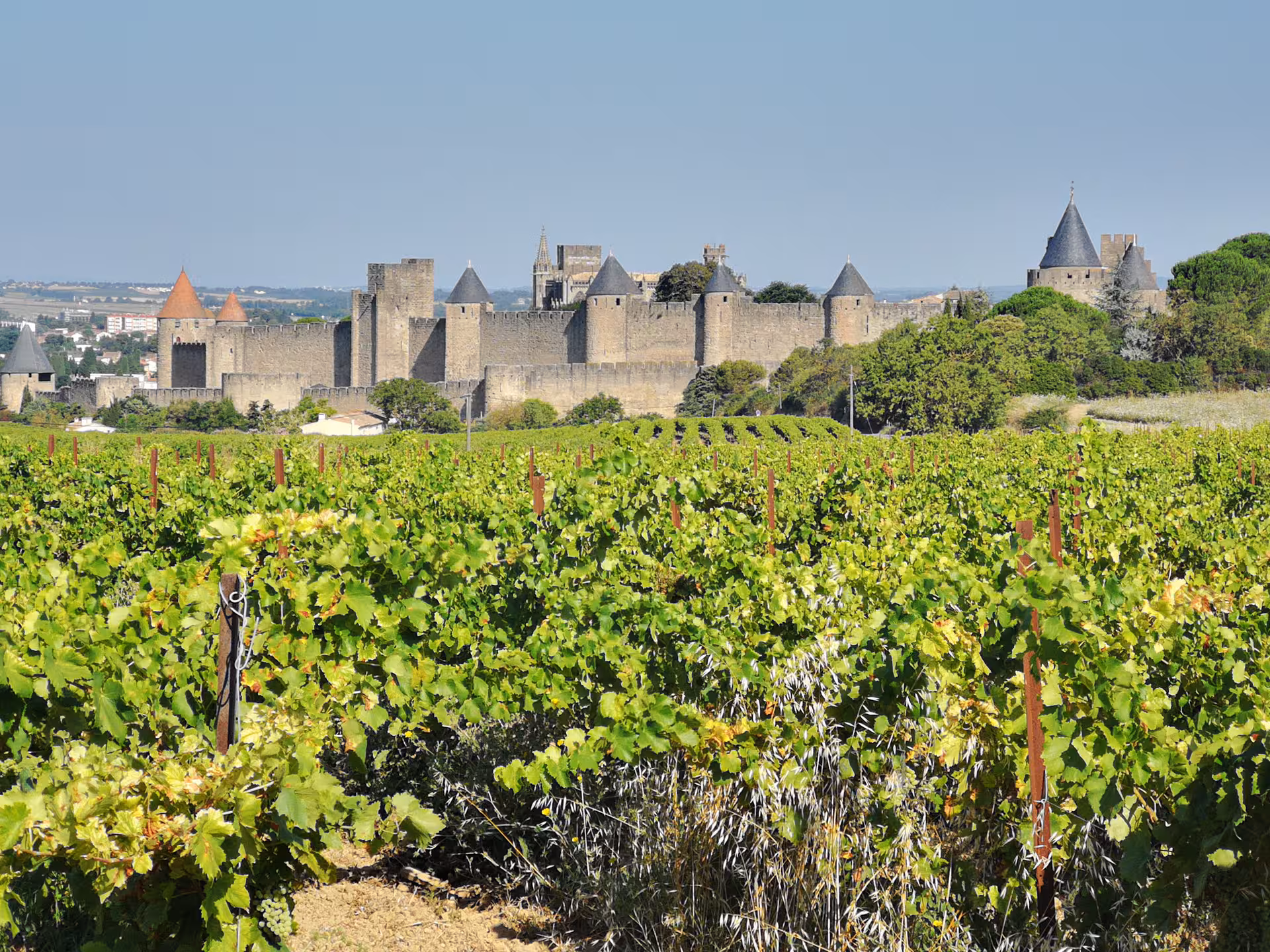 Carcassonne medieval citadel beyond Languedoc vineyards on private shore excursion from Sète to Narbonne