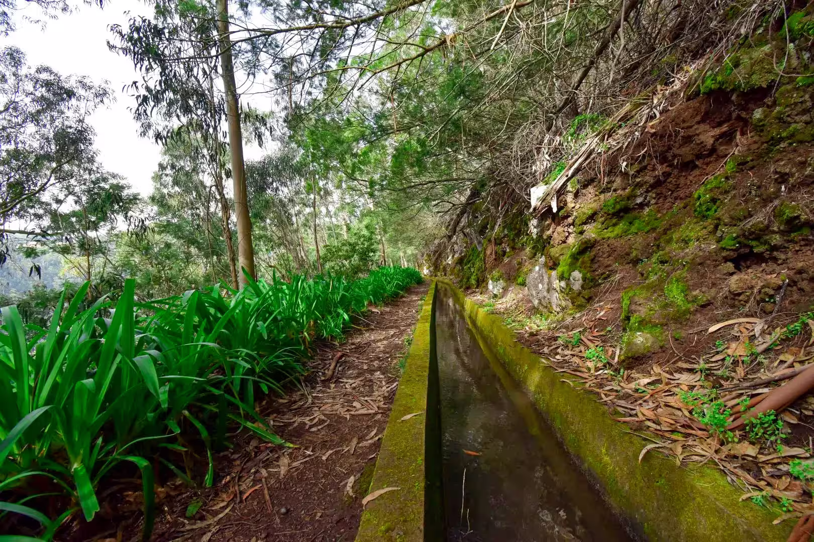 Lush forest trail along a narrow levada on The Cardinal's Hike, offering a serene nature walk experience.