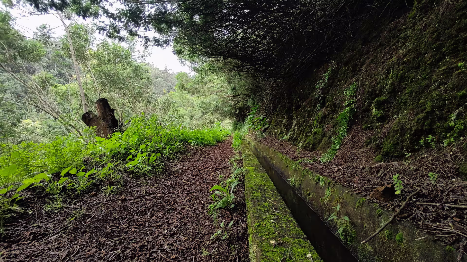 Serene forest path lined with mossy stones on The Cardinal's Hike, offering a peaceful nature escape.