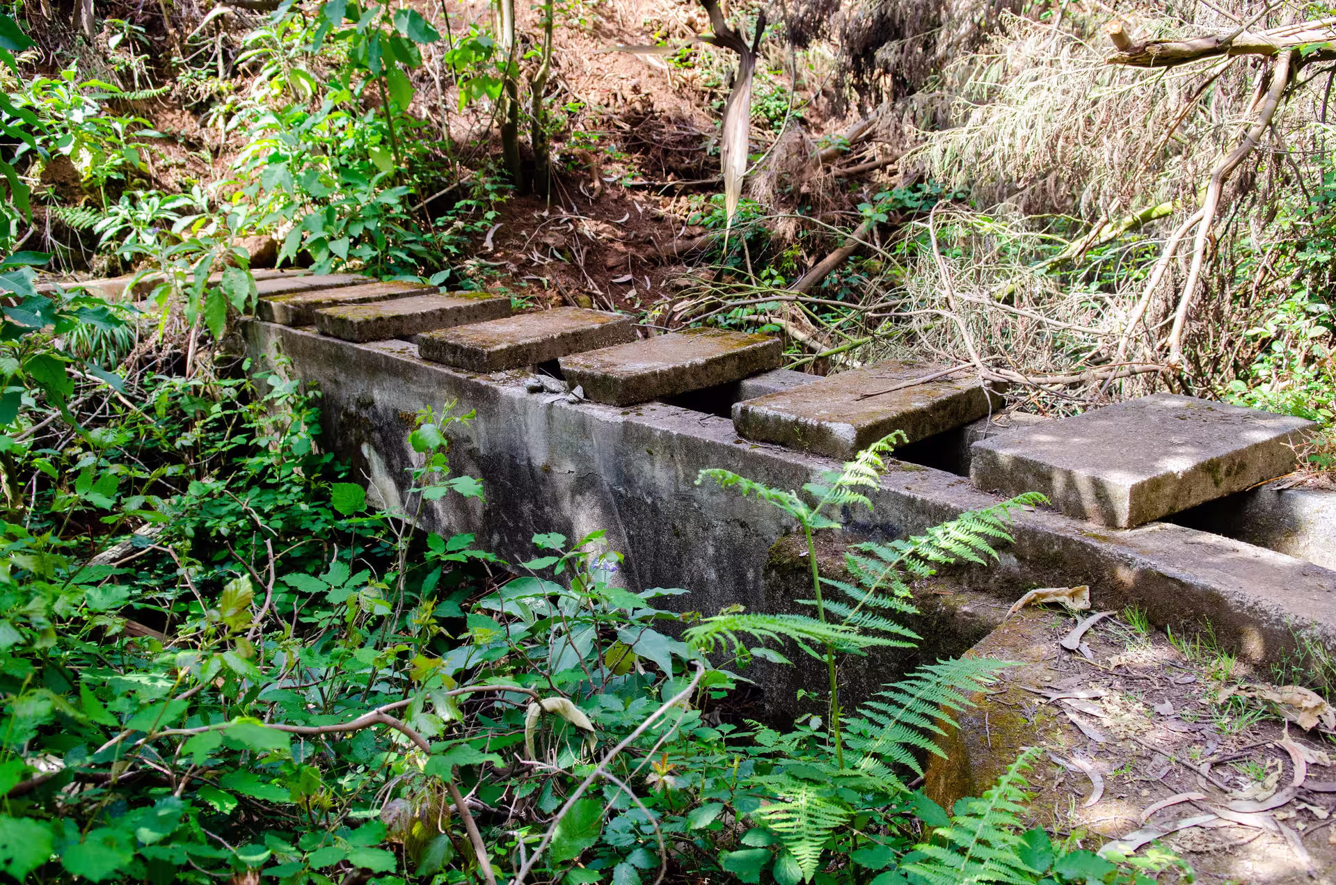 Moss-covered stone bridge amidst dense forest greenery on The Cardinal's Hike, ideal for adventurers seeking tranquility.