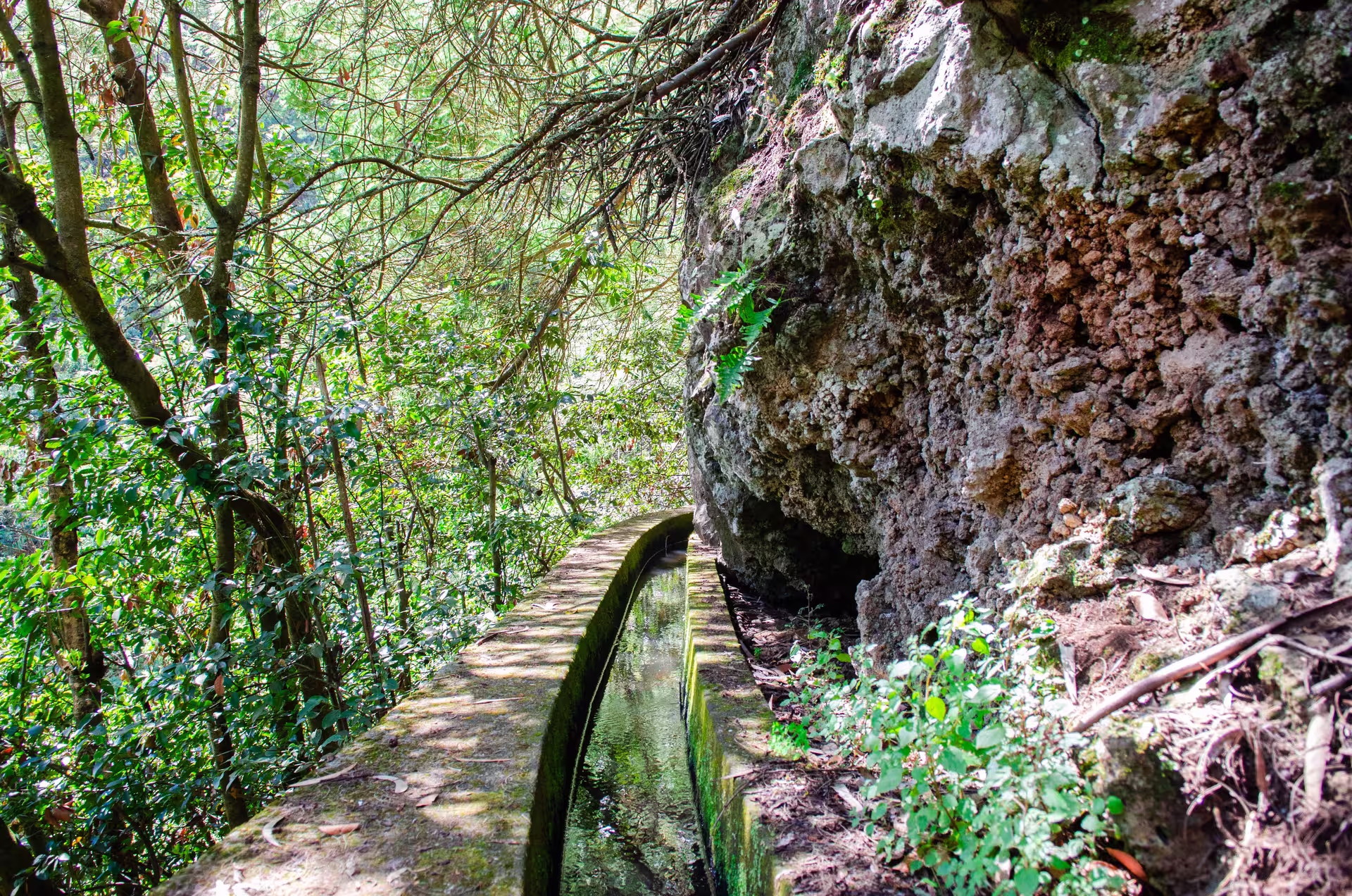 Wooded trail with lush greenery and rocky terrain along The Cardinal's Hike, offering a serene and adventurous experience.