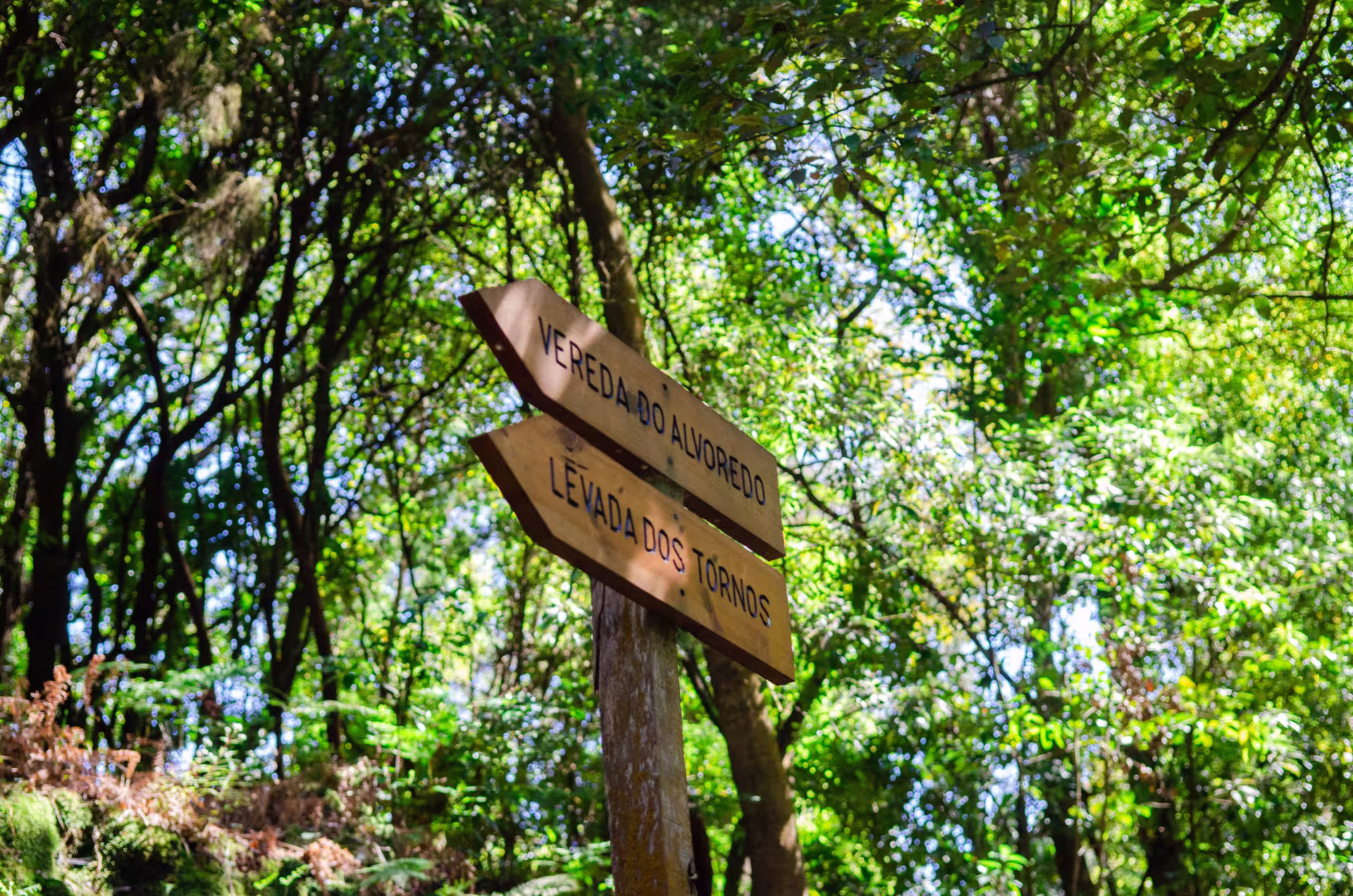 Wooden trail signs in a lush forest on The Cardinal's Hike, perfect for nature exploration and hiking enthusiasts.