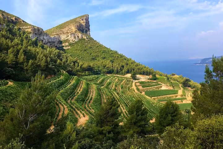 Terraced vineyards on a hillside overlooking the sea in Cassis, perfect for scenic wine tasting tours in Provence.