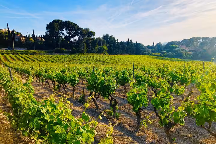 Sunlit vineyard in Cassis with lush grapevines, ideal for wine tasting tours in Provence's picturesque countryside.