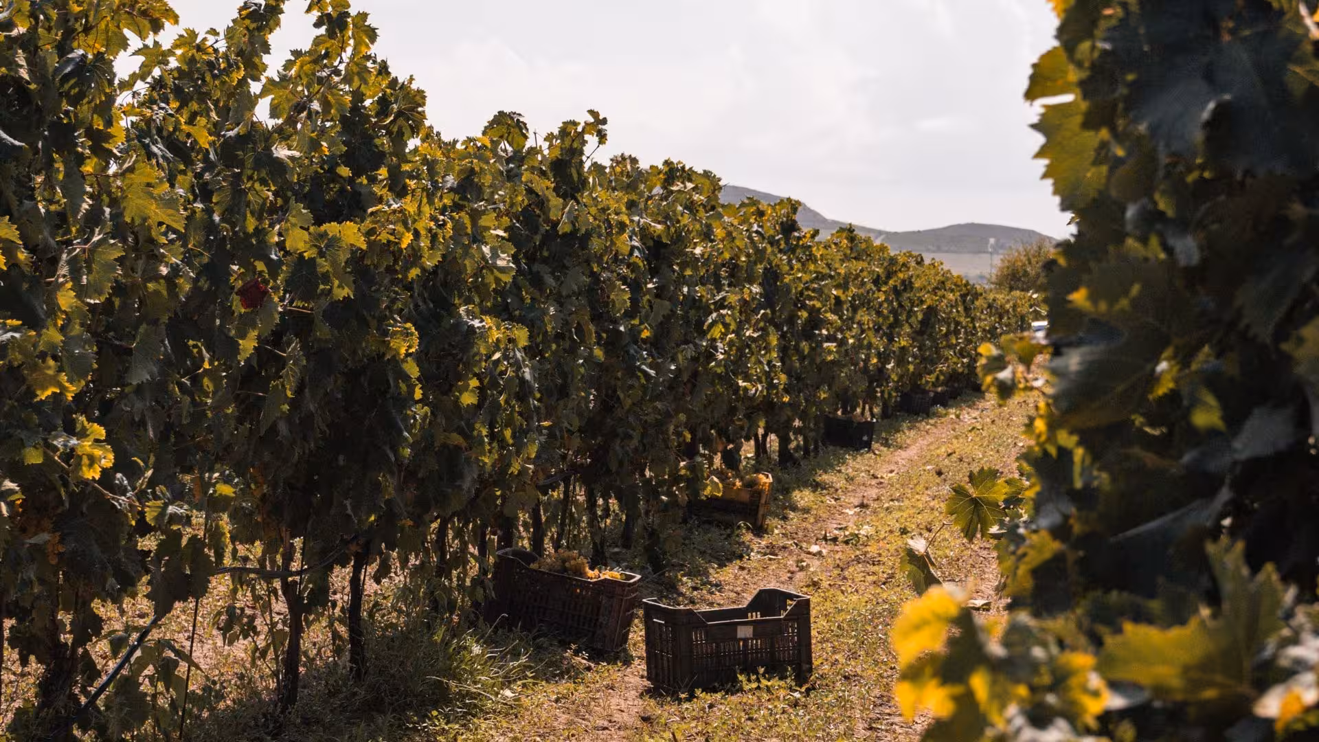 Lush vineyard in Castelsardo estate with grape crates, perfect for a scenic picnic with a sea view.