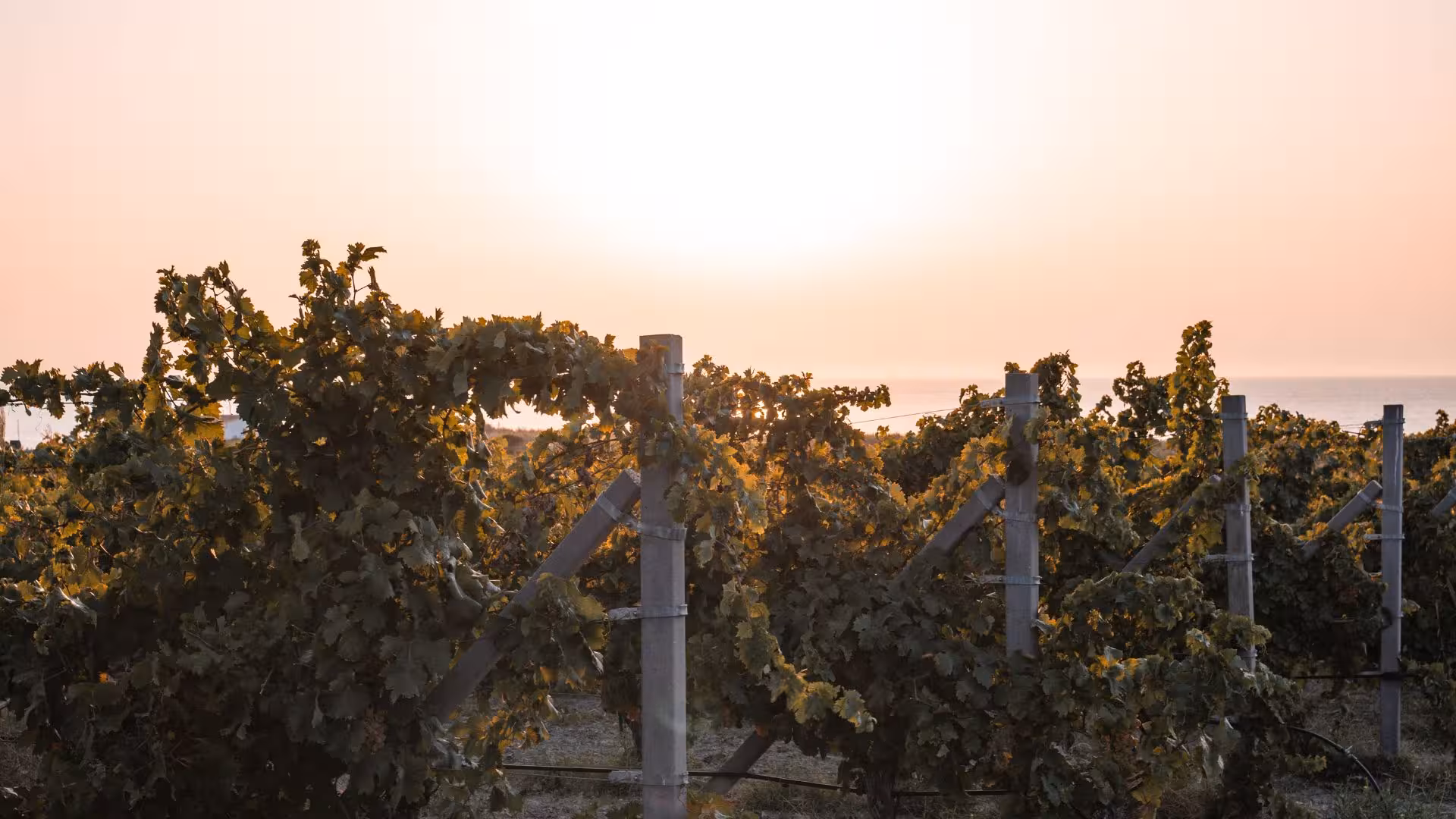 Vineyard rows at sunset with a serene sea view in the background at Castelsardo estate.