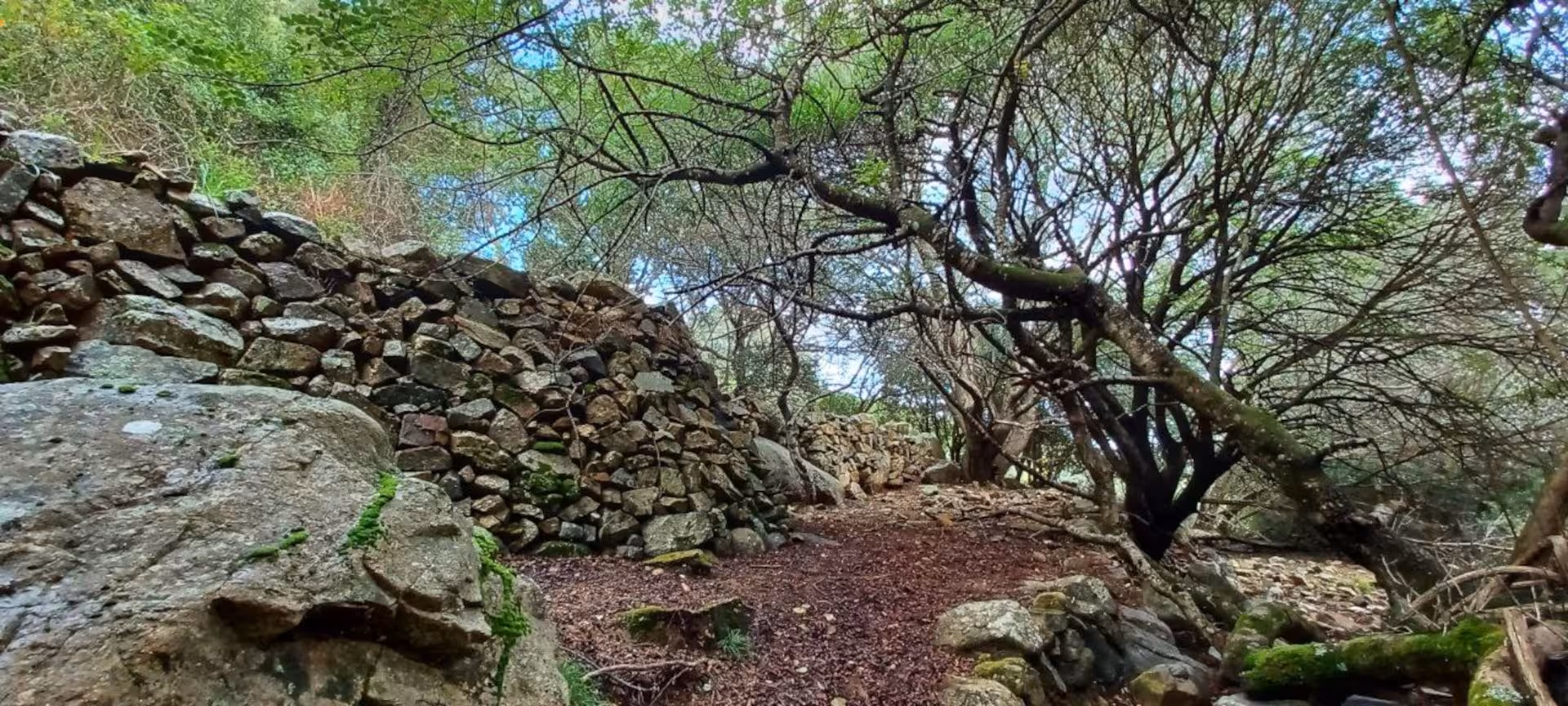 Moss-covered stone walls and trees in S'Acqua Callenti forest, offering a rustic trekking adventure in nature.