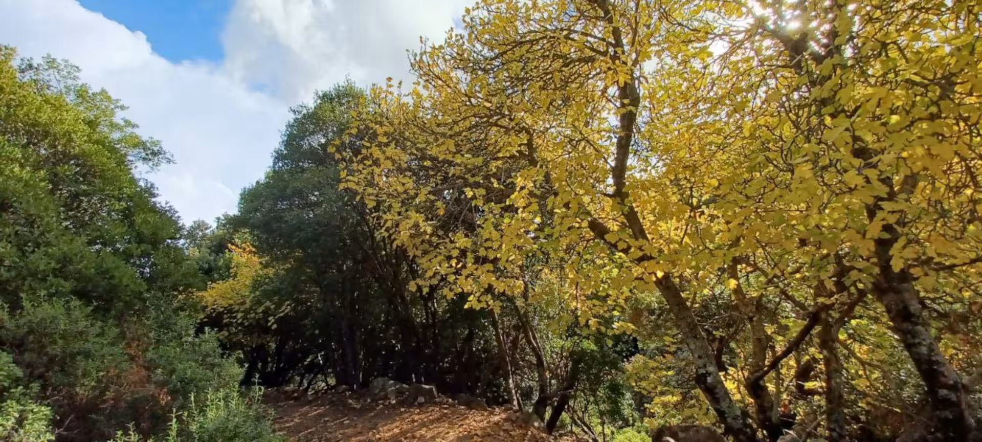 Sunlit forest path with vibrant autumn leaves in S'Acqua Callenti, perfect for nature trekking in Castiadas.