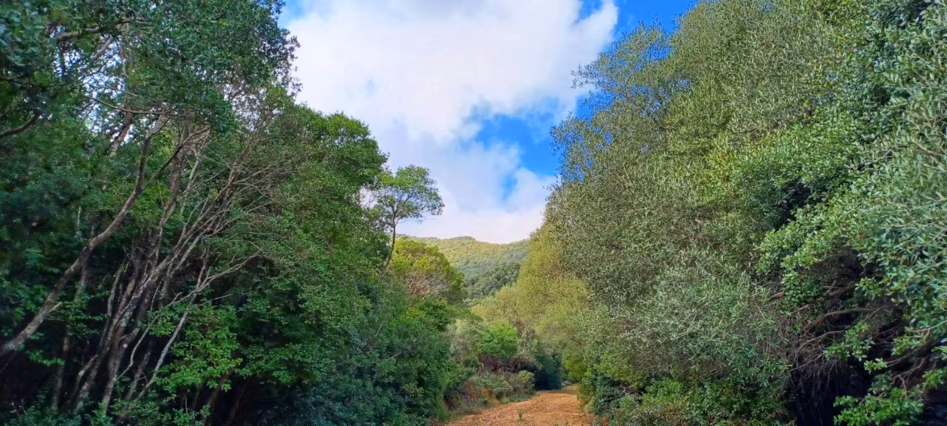 Lush green pathway through S'Acqua Callenti forest in Castiadas, ideal for a serene trekking experience.