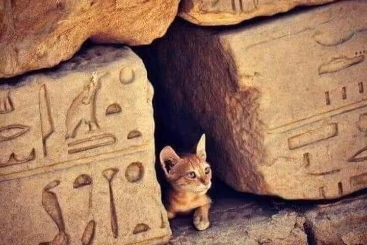 Cat peeking between carved sandstone blocks with hieroglyphs on a private Abu Simbel tour from Aswan