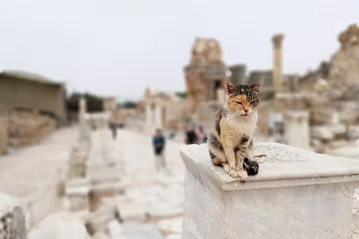 Cat resting among ancient ruins in Ephesus, iconic highlight on Turkey Taste 12-day private and small group tour