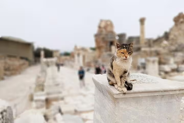 Cat resting on ancient marble at Ephesus ruins, a highlight on a 2-day small-group tour from Izmir