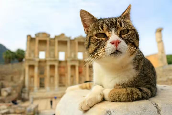 Curious cat lounging in front of the iconic Library of Celsus in Ephesus, blending history with charm.