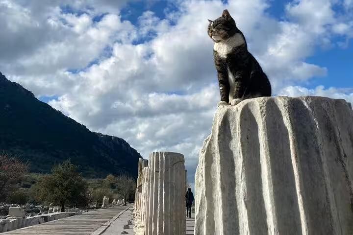 Cat perched on marble column at Ancient Ephesus ruins during private Ephesus and House of Virgin Mary tour with lunch
