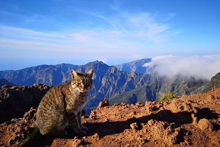 A cat sits on a rocky ledge at Pico do Arieiro, surrounded by stunning mountain views under a clear blue sky.