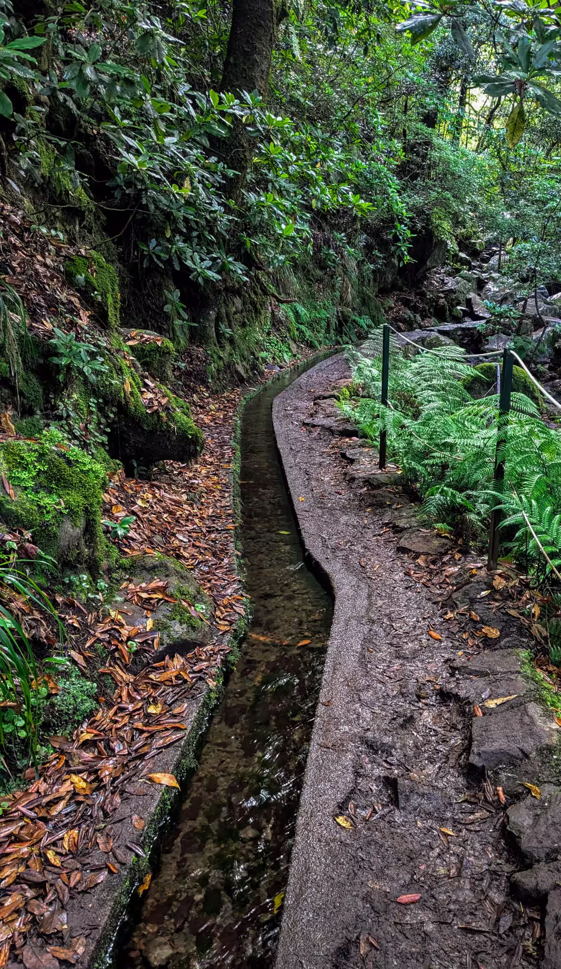 Tranquil forest path with a narrow water channel lined by dense greenery on The Cedars' Hike, offering a peaceful escape.