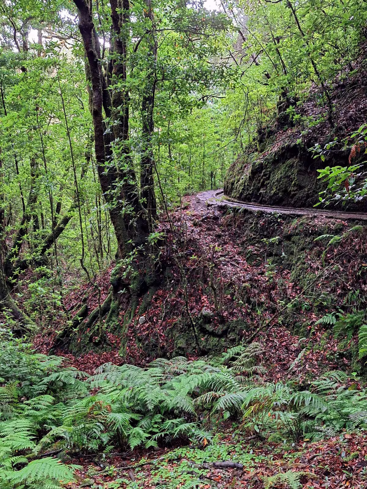 Scenic forest trail surrounded by vibrant green foliage on The Cedars' Hike, ideal for adventurous hikers.