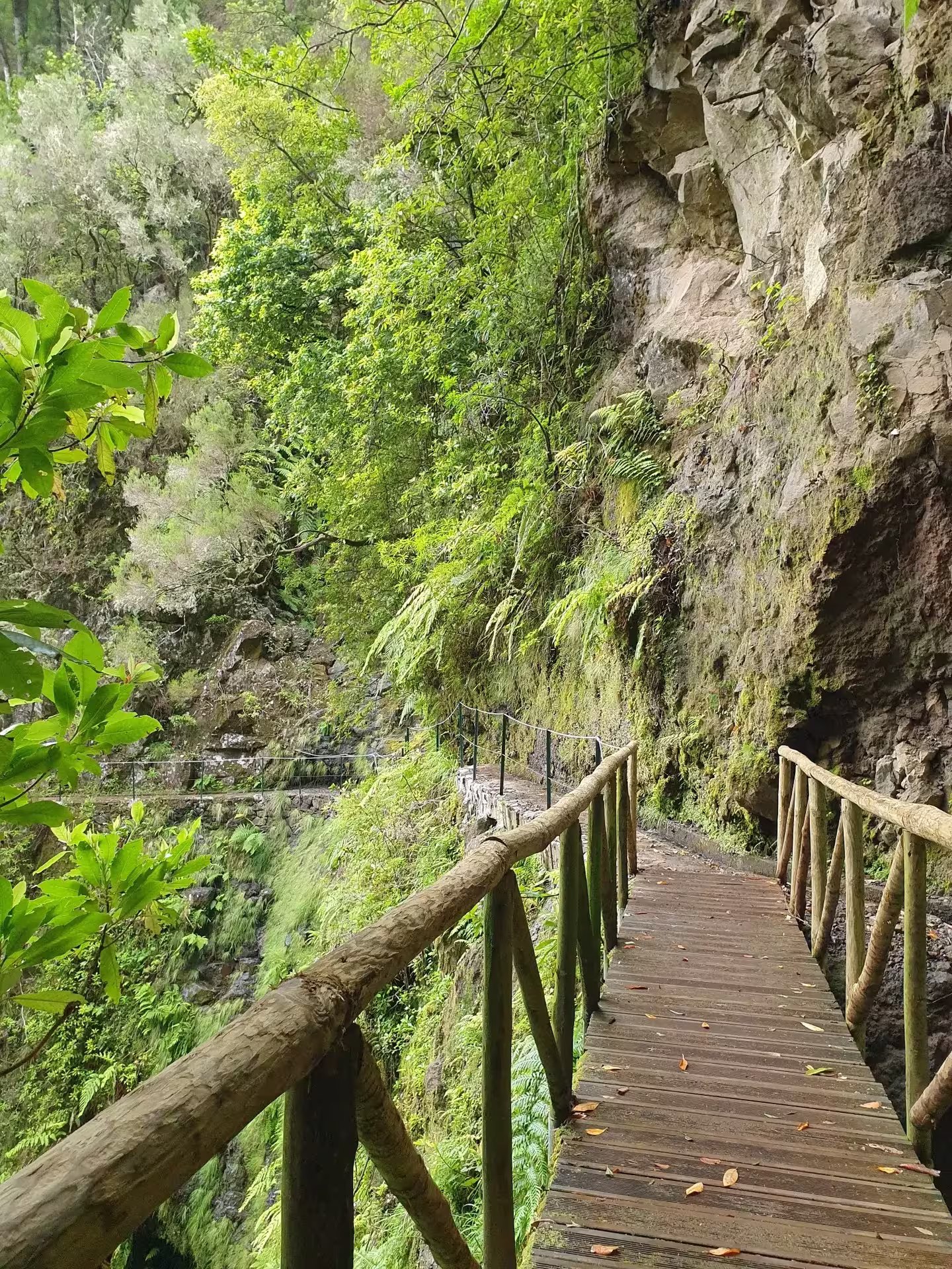 Rustic wooden walkway winding through verdant forest on The Cedars' Hike scenic route.
