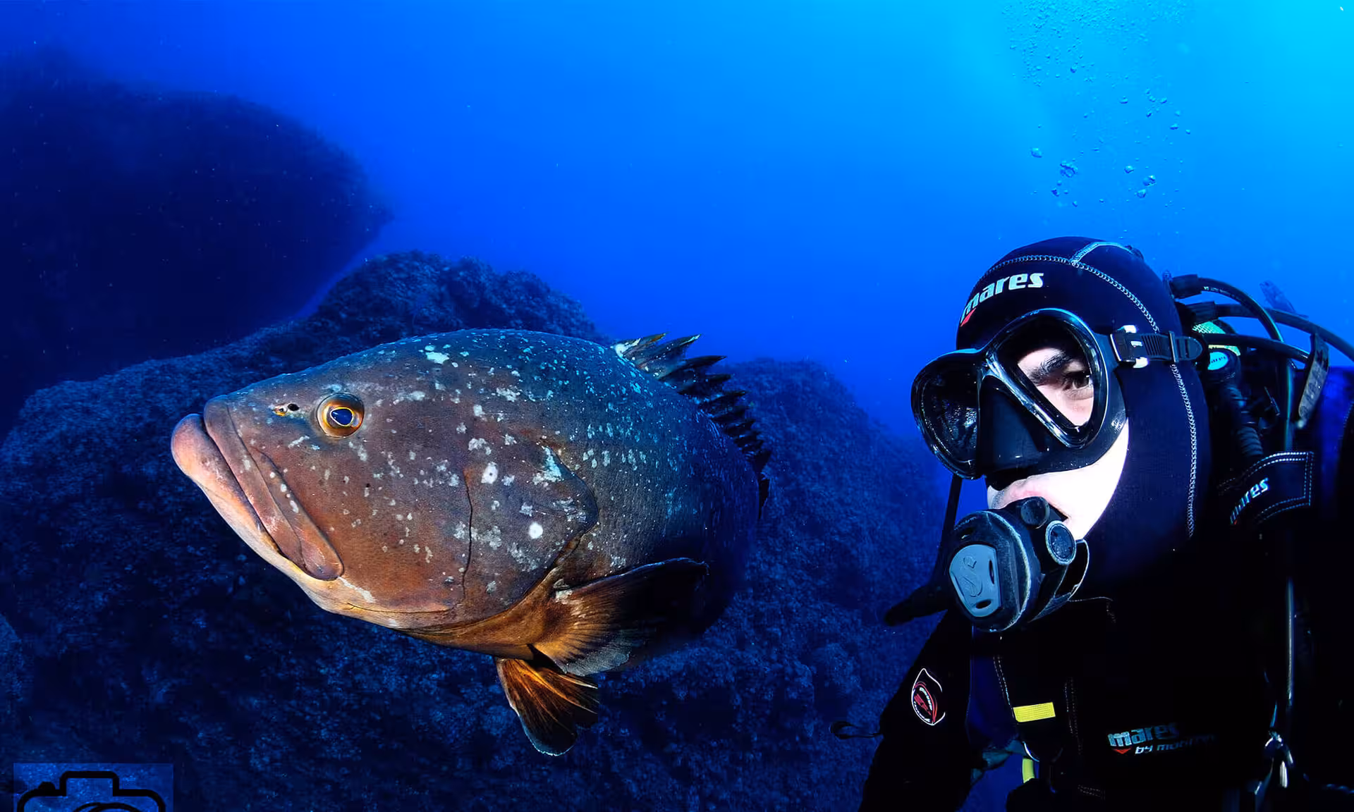 Diver encounters a large grouper while exploring vibrant marine life in a national park dive site.