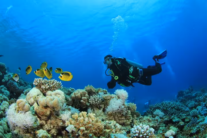 Certified diver exploring colorful Hurghada coral reef with tropical fish on Red Sea scuba diving tour
