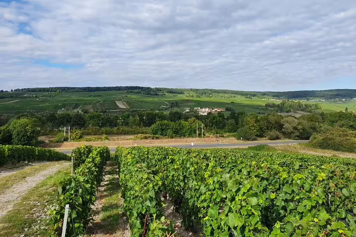Champagne vineyards near Reims with rolling hills, ideal stop on private day trip from Paris to Champagne