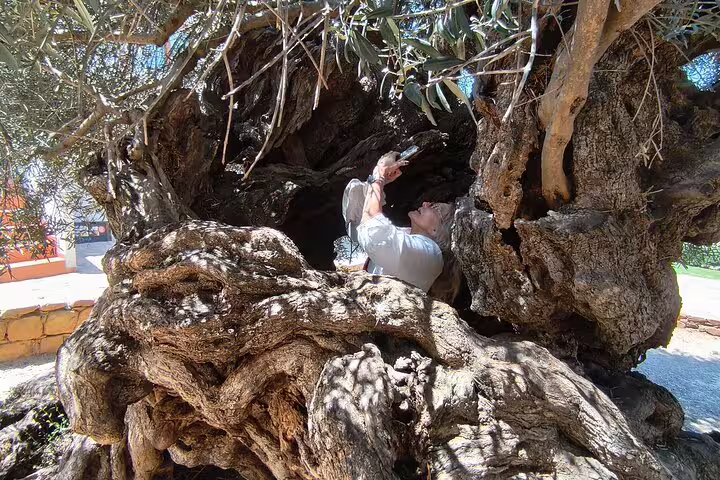 Person examining the ancient, gnarled trunk of a millennial olive tree in Chania Old Town.