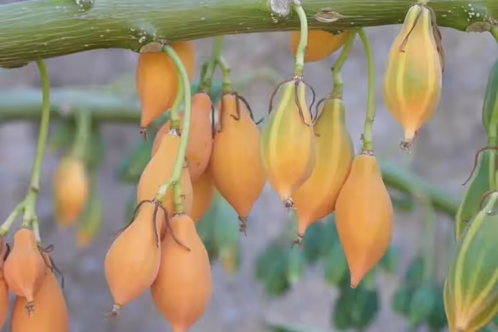 Unique orange fruits dangling from branches at Chania Botanical Garden, featured in a private half-day tour.
