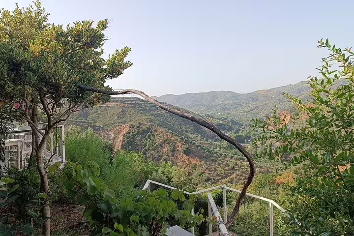Serene landscape of Chania Botanical Garden featuring a unique tree and panoramic mountain views.