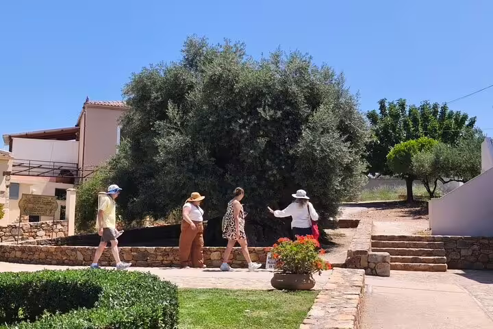 Visitors explore the historic millennial olive tree in Chania Old Town, showcasing the charm of Crete's olive oil heritage.