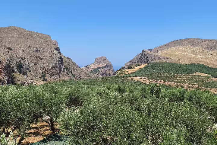 Vast olive groves under clear blue skies in Chania Old Town with rugged mountain backdrop, ideal for nature lovers.