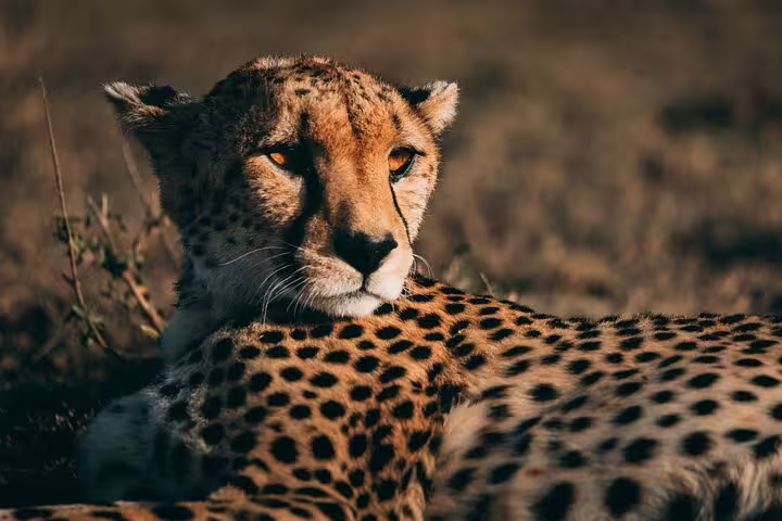 Close-up of a resting cheetah in the African savannah during a wildlife safari.