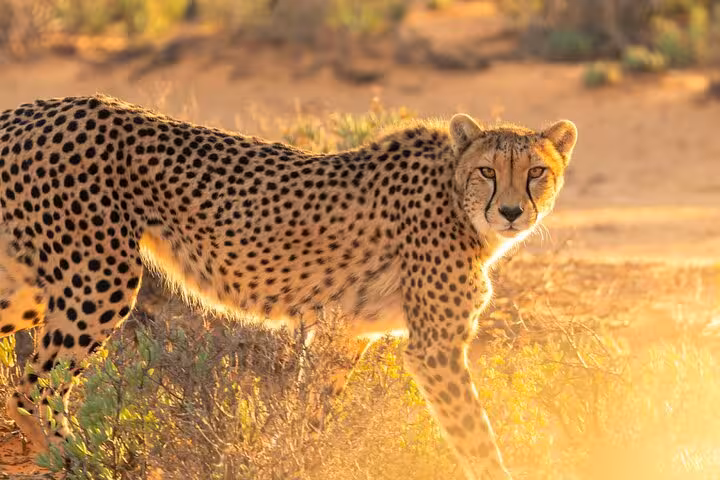 Cheetah gracefully prowling under the African sun at Cape Town Giraffe House during a guided wildlife encounter.