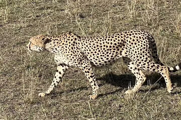 Sleek cheetah prowling the savannah in Masai Mara during a thrilling safari tour.